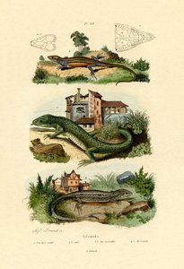 緑のトカゲ、1833-39 作： French School